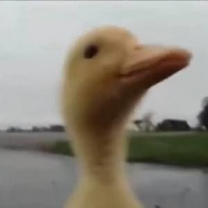 Meet your Posher, Greg